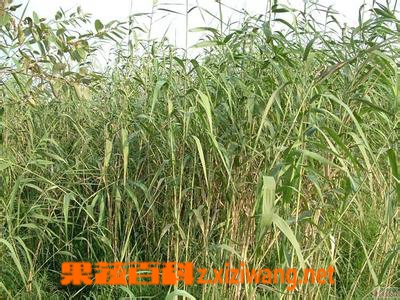 果蔬百科芦根