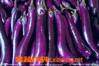 果蔬百科茄子