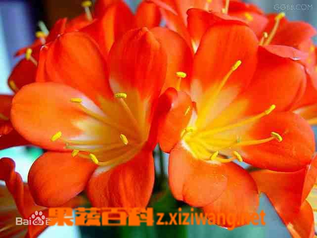 果蔬百科 君子兰的养殖方法