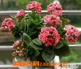 果蔬百科 长寿花的养殖方法