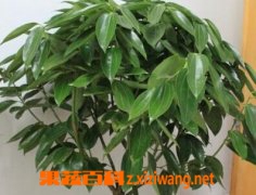 平安树的养殖方法和注意事项