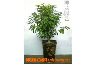 平安树的养殖方法