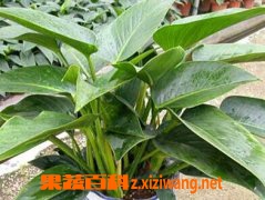 果蔬百科金钻