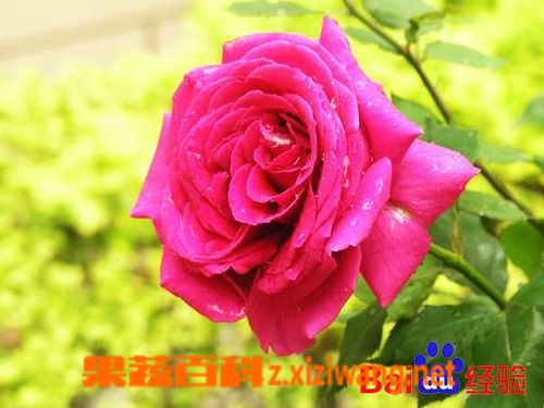 果蔬百科月季花的养殖方法