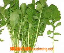 意大利芝麻菜好吃吗 意大利芝麻菜的特点