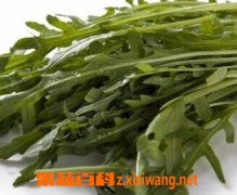 意大利芝麻菜图片和功效