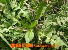果蔬百科荠菜