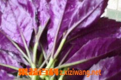 果蔬百科红背菜