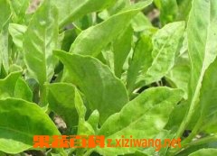 富贵菜图片和种植方法