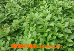 果蔬百科救心菜