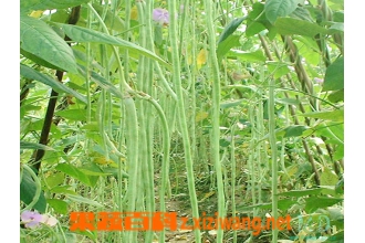 豇豆的虫害防治方法