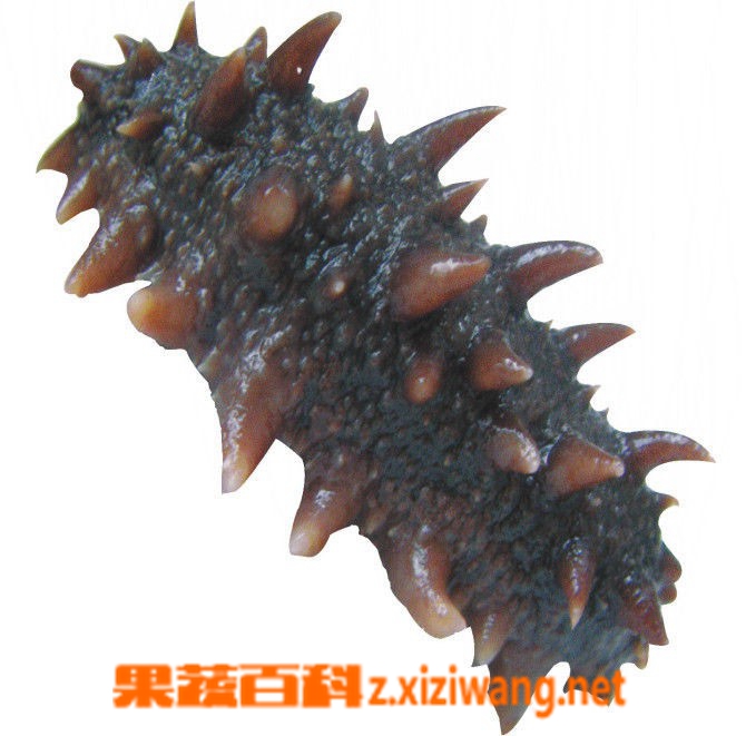 果蔬百科海参