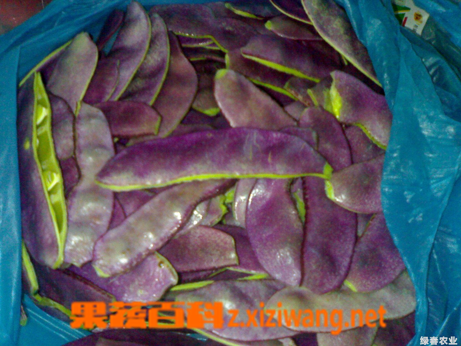 果蔬百科扁豆