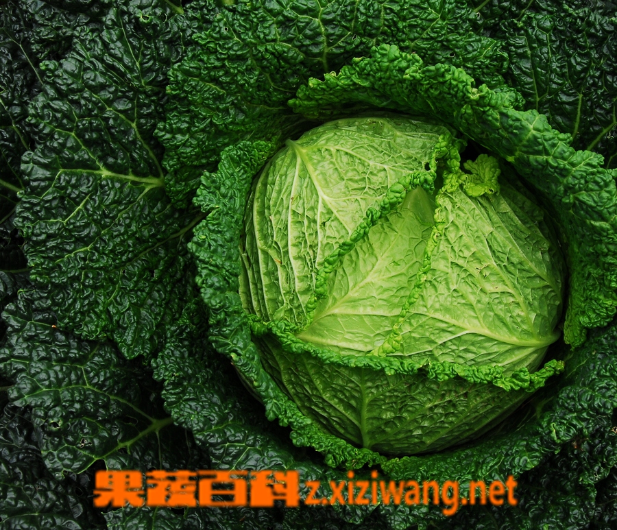果蔬百科白菜