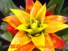 凤梨花的养殖方法和注意事项