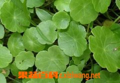 果蔬百科金钱草