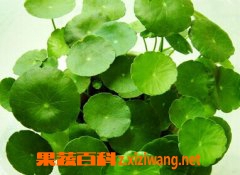 果蔬百科金钱草