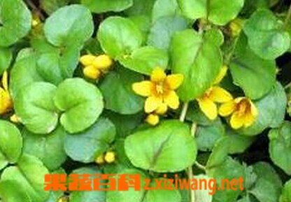 果蔬百科