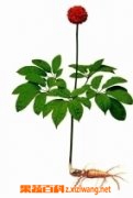 果蔬百科人参花