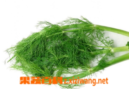果蔬百科茴香