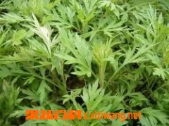 果蔬百科艾叶