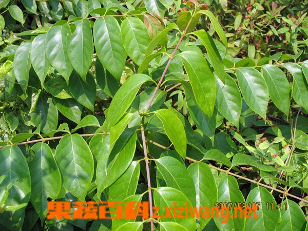 果蔬百科钩藤