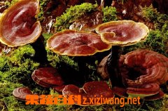 果蔬百科灵芝