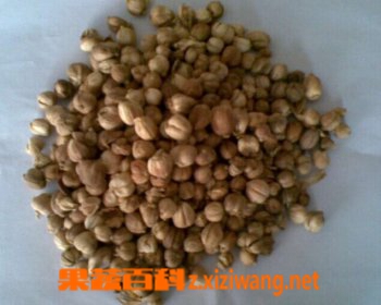 果蔬百科白豆蔻