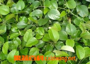 果蔬百科白鹤藤