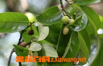 果蔬百科白桂木