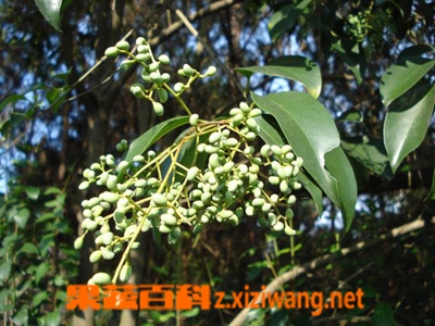 果蔬百科女贞子