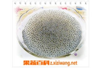 兰香子的功效与作用