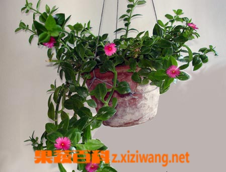 果蔬百科牡丹吊兰的养殖方法