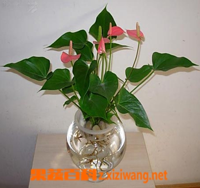 果蔬百科 水培植物的养殖方法