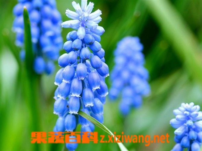 果蔬百科葡萄风信子的养殖方式