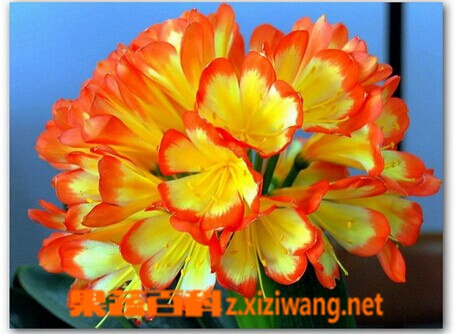 果蔬百科君子兰