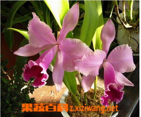 果蔬百科卡特兰