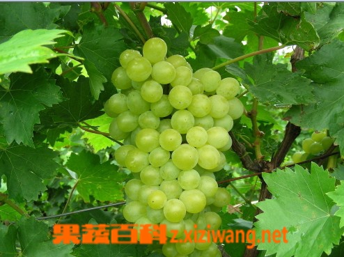 果蔬百科葡萄