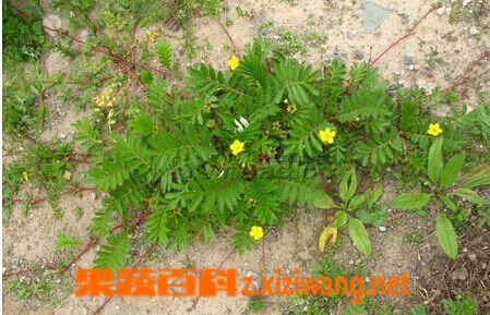 果蔬百科蕨麻委陵菜