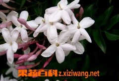 果蔬百科素馨花