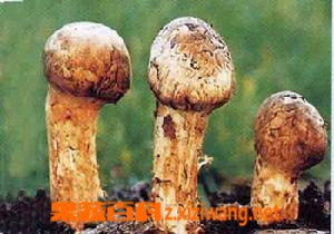 果蔬百科松茸的保鲜期有多久