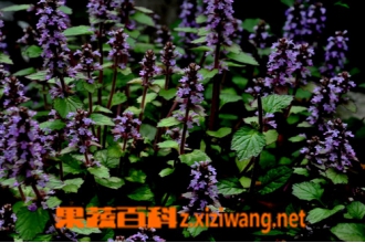 筋骨草的功效与作用