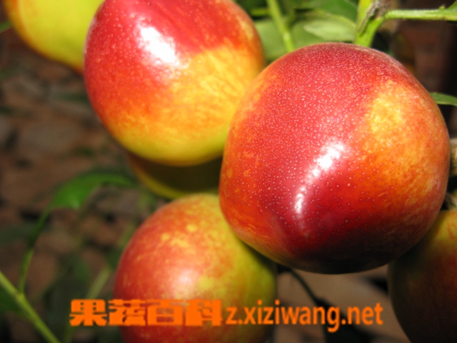 果蔬百科油桃