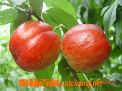 果蔬百科油桃