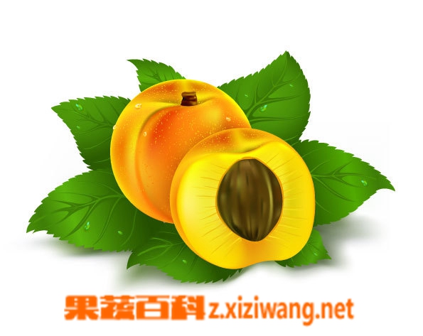果蔬百科黄桃
