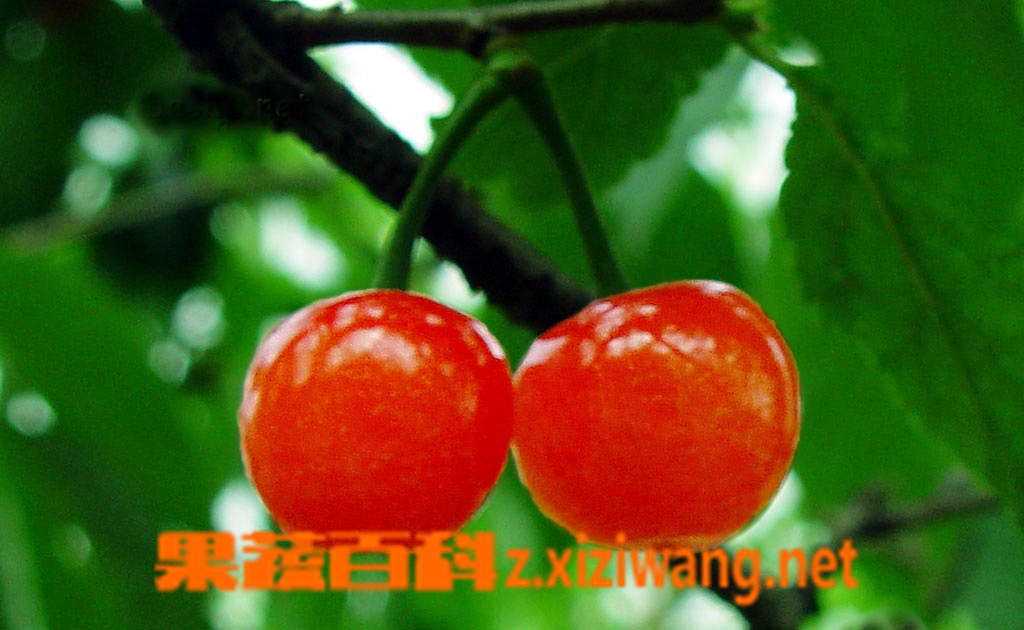 果蔬百科