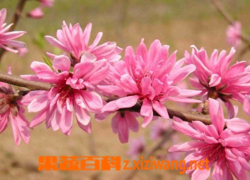 果蔬百科菊花桃