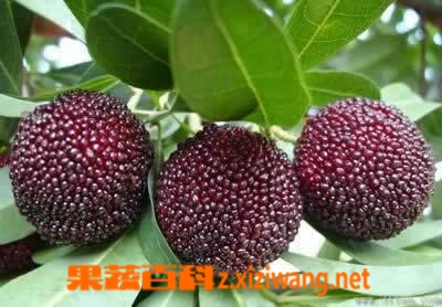 果蔬百科杨梅