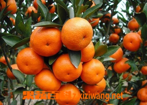 果蔬百科砂糖橘