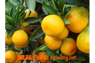 宜都蜜柑品质特性和产地环境